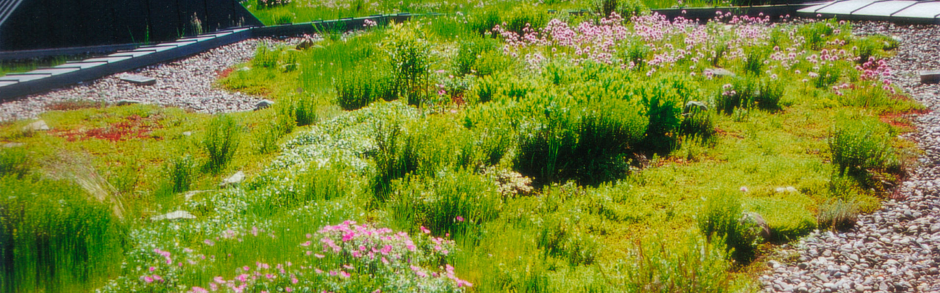 Extensive Dachbegr�nung