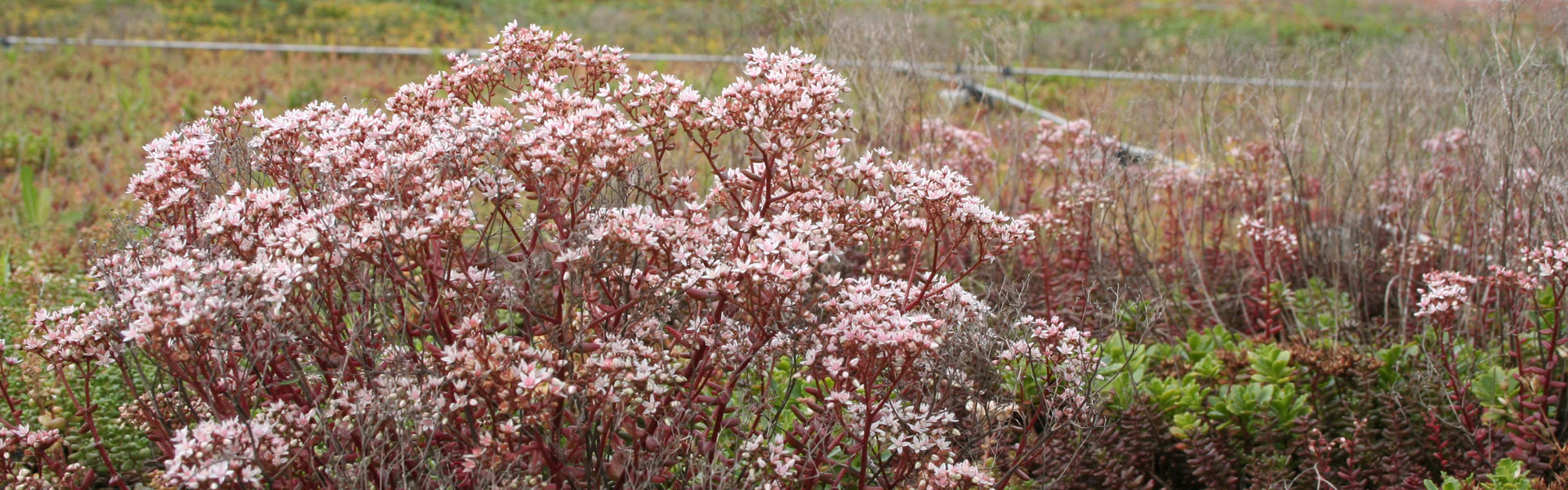 Extensive Dachbegr�nung