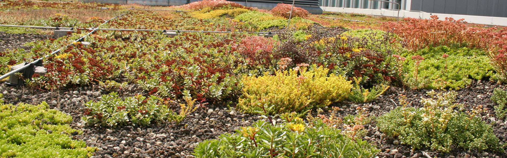 Extensive Dachbegr�nung